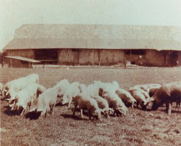 Sich frei bewegende Schweine auf der gleichen Weide