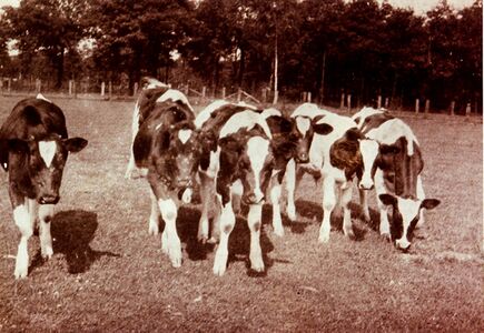 Rindvieh auf einer Weide vor dem Schönrather Busch