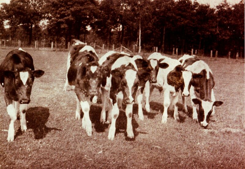 Datei:Rindvieh auf einer Weide vor dem Schönrather Busch ak.jpg