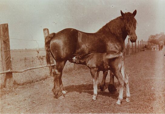 Stillende Stute auf der Koppel [Heute Friedhof]